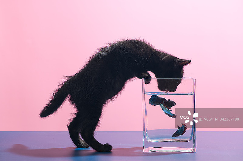 猫咪喝鱼缸里的水图片素材