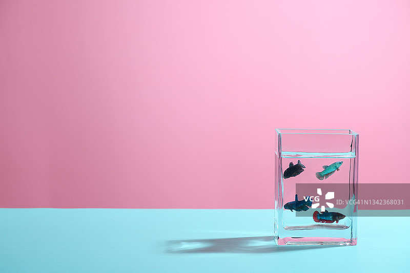 彩色背景上的泰国斗鱼鱼缸图片素材