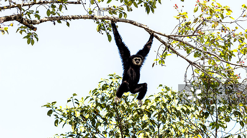 热带雨林中的白掌长臂猿图片素材