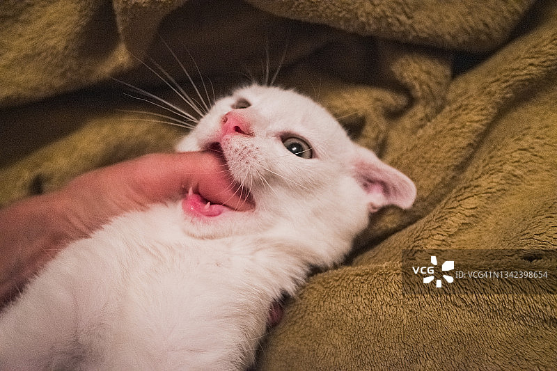 在绿色毯子上和白化猫玩耍图片素材