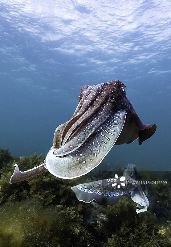 雄性澳洲巨型乌贼年度交配迁徙季，南澳大利亚图片素材