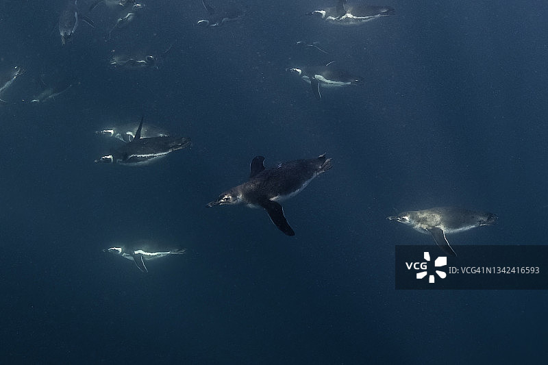 阿根廷瓦尔德斯半岛新海湾，麦哲伦企鹅捕食小鱼图片素材