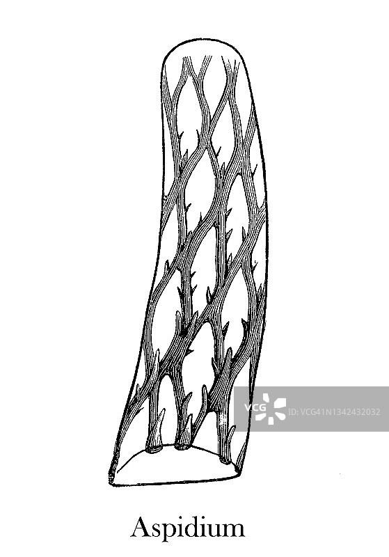 旧版雕刻插图：蕨类植物的生殖器官——复叶耳蕨图片素材