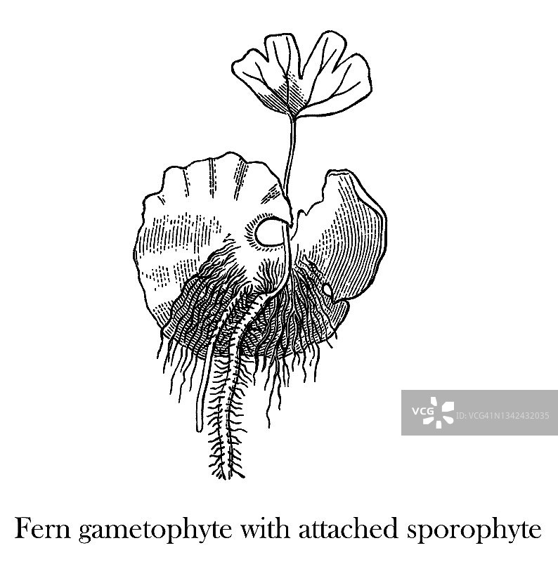 蕨类植物生殖器官古版画：蕨类配子体与孢子体图片素材