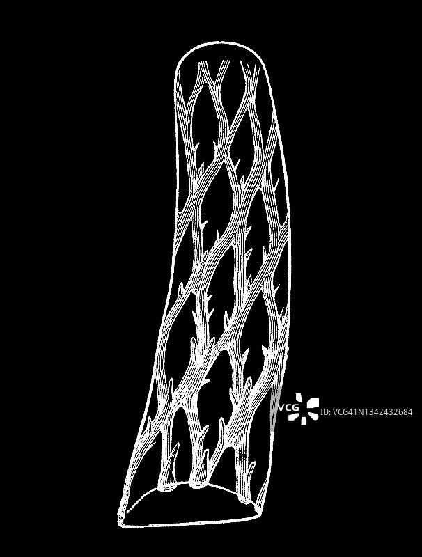 旧版雕刻插图：蕨类植物的生殖器官——复叶耳蕨图片素材