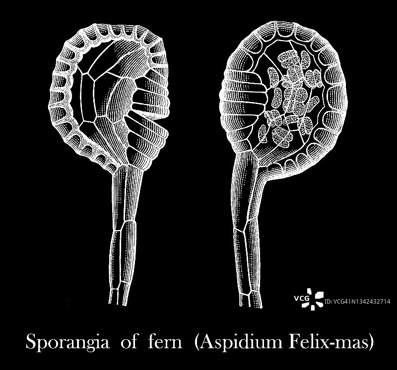 波士顿最古老房屋遗址的古老雕刻插图，建于1633年图片素材