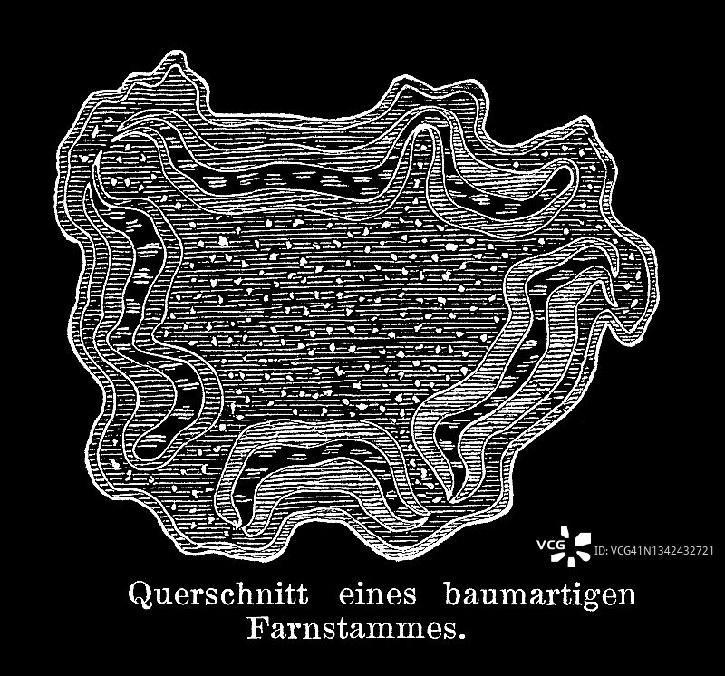 蕨类植物树干横截面的老式雕刻插图图片素材