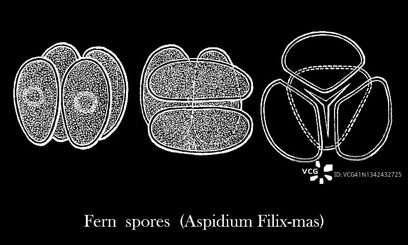 蕨类植物生殖器官的古老雕刻插图-蕨类孢子图片素材