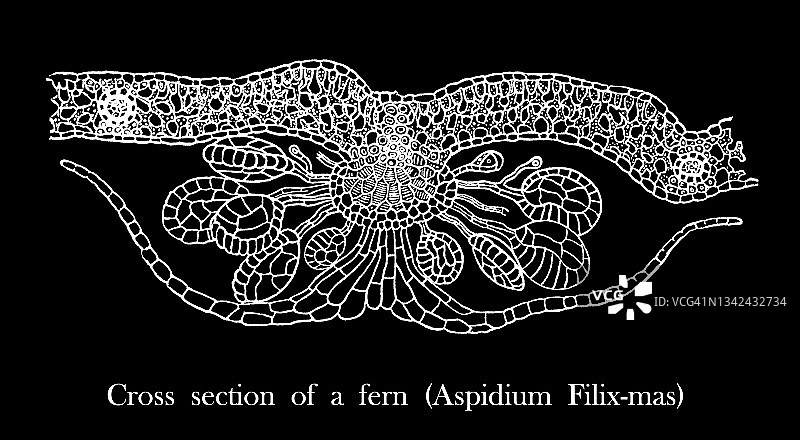 蕨类植物（Aspidium Filix-mas）横截面的古老雕刻插图图片素材