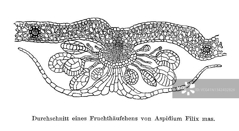 蕨类植物（Aspidium Filix-mas）横截面的古老雕刻插图图片素材