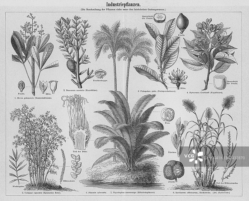 经济作物古老雕刻插图图片素材