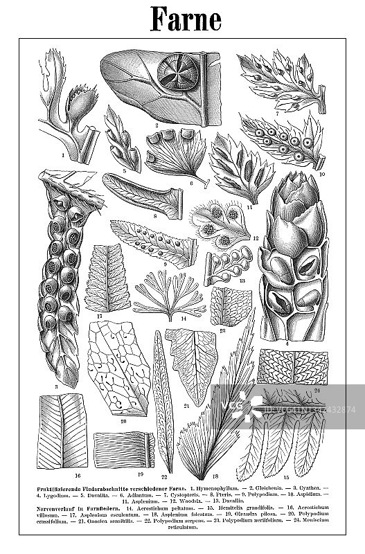 蕨类植物的古老雕刻插图图片素材