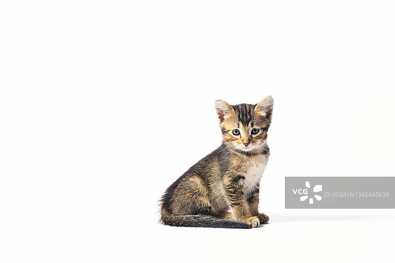 小猫摆姿势图片素材