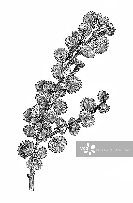 银桦树古版画图片素材