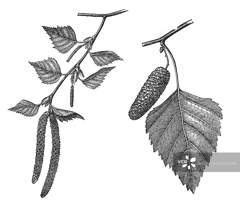 银桦树古版画图片素材