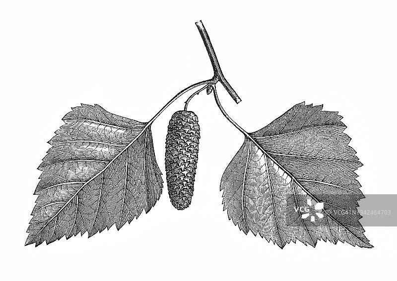 银桦树古版画图片素材