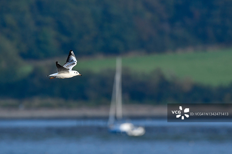 飞行中的黑头鸥图片素材
