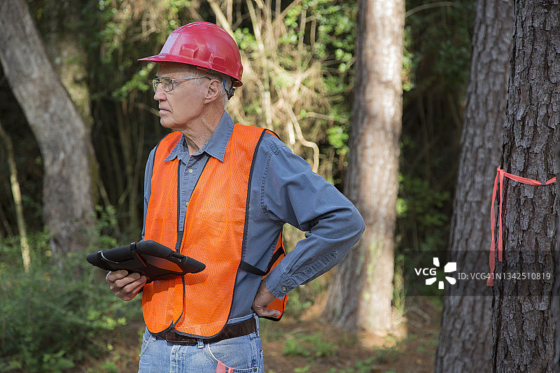 护林员标记要砍伐的树木，他携带数位平板电脑，戴着安全背心和安全帽图片素材