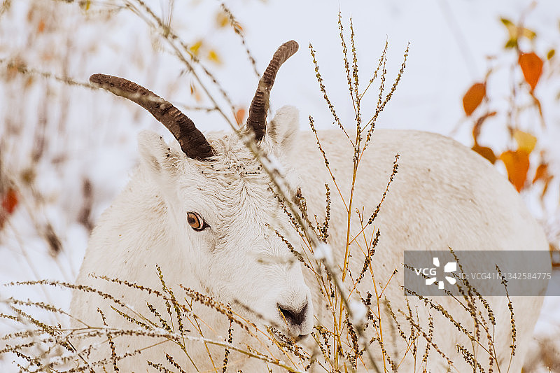 阿拉斯加达尔绵羊啃食当季最后的种子图片素材