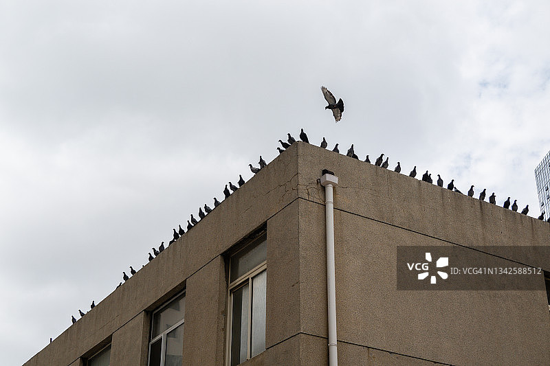 屋顶上一排鸽子图片素材