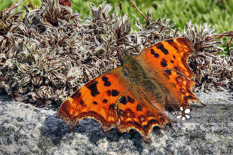 逗号蝴蝶图片素材