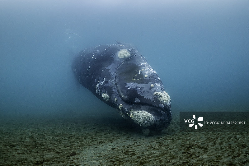 在阿根廷瓦尔德斯半岛浅海海底嬉戏的南露脊鲸图片素材