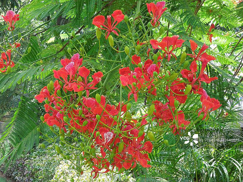 森林火焰树盛开的鲜艳橙红色花朵图片素材