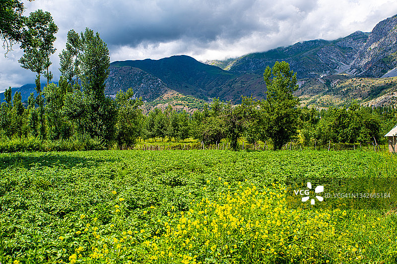 吉尔吉斯斯坦阿尔斯兰博布独特的核桃林图片素材