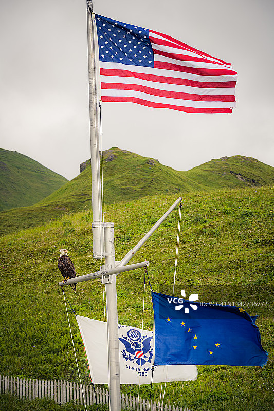 白头海雕、美国国旗和阿拉斯加州旗图片素材