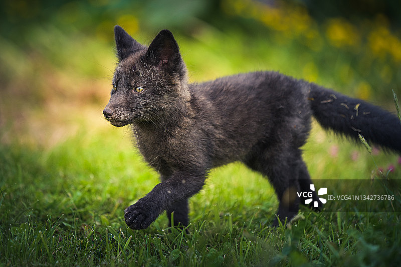 乌纳拉斯卡黑红狐狸杯图片素材