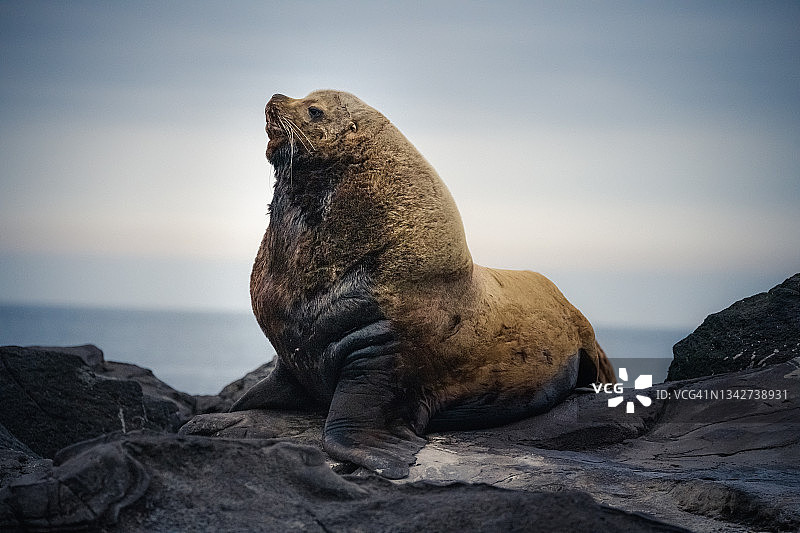 乌纳拉斯加的雄性海狗图片素材