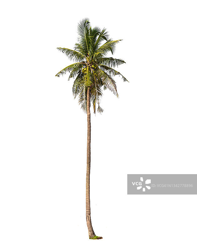 白色背景下带剪切路径的椰子树图片素材