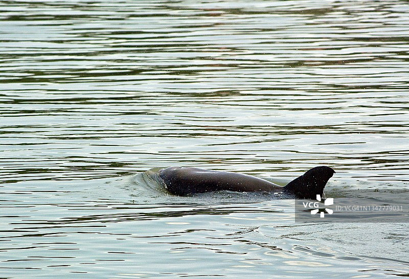南卡罗来纳河豚特写图片素材
