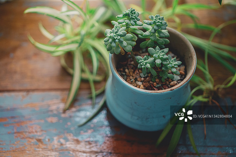 木板上的多肉植物图片素材
