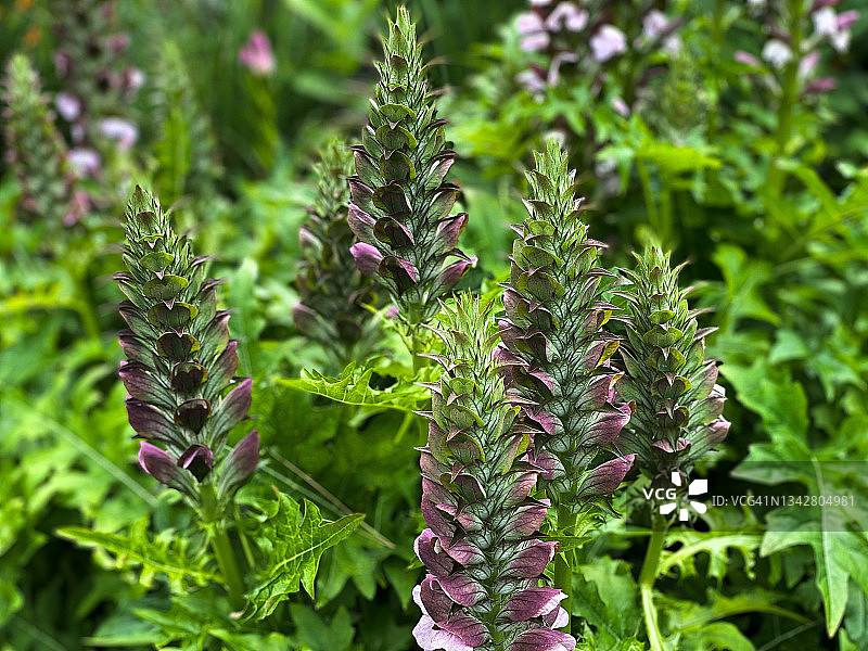 毛茛花盛开图片素材