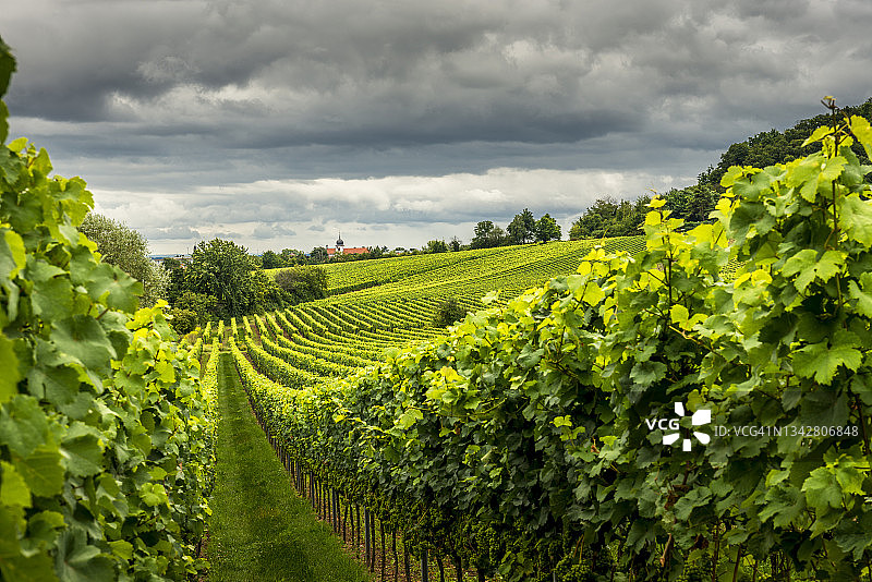 莱茵兰-普法尔茨葡萄园图片素材