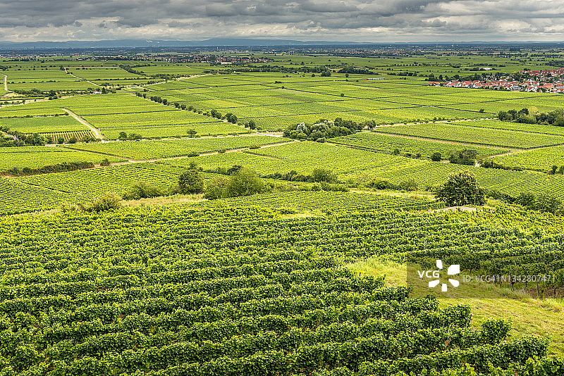 莱茵兰-普法尔茨葡萄园图片素材