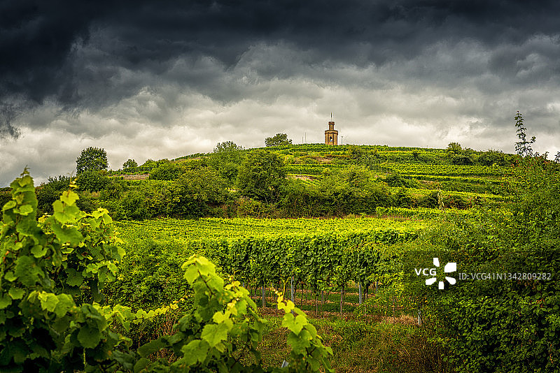 戏剧性天空下的葡萄园图片素材
