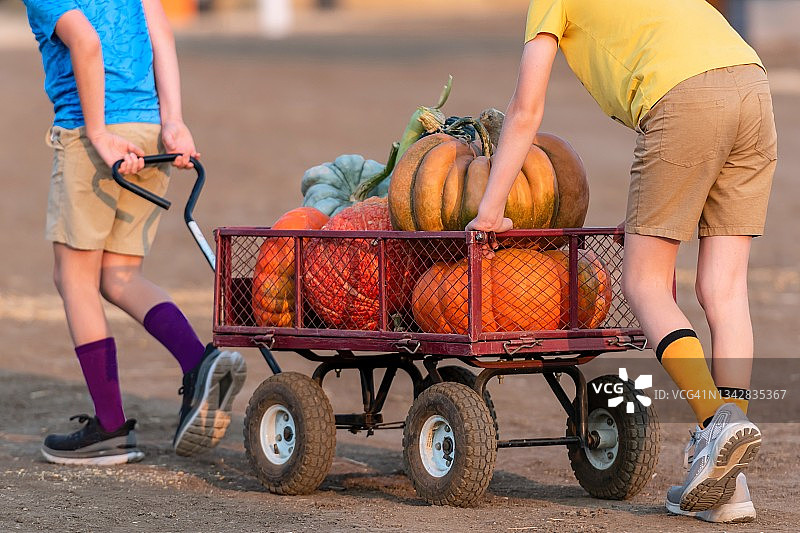 孩子们在南瓜地里推着装满南瓜的手推车图片素材