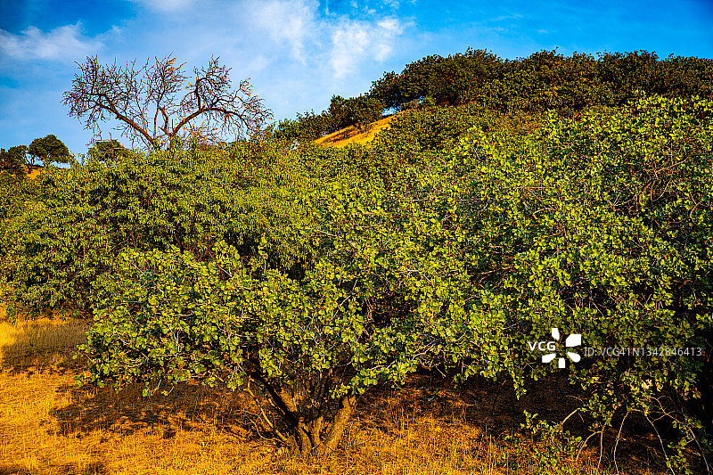 吉尔吉斯斯坦贾拉拉巴德州开心果树图片素材