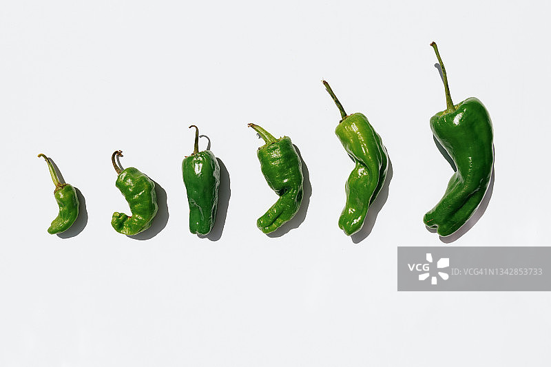 俯视：白色背景上从最小到最大的鲜绿色辣椒图片素材