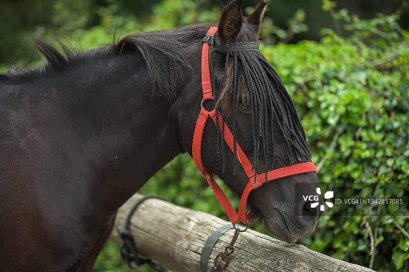 黑色马肖像图片素材