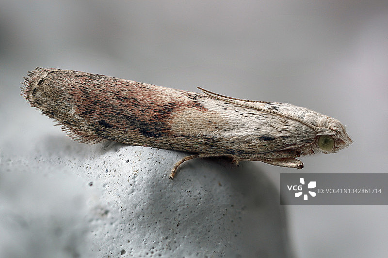 蜜蜂蛾图片素材