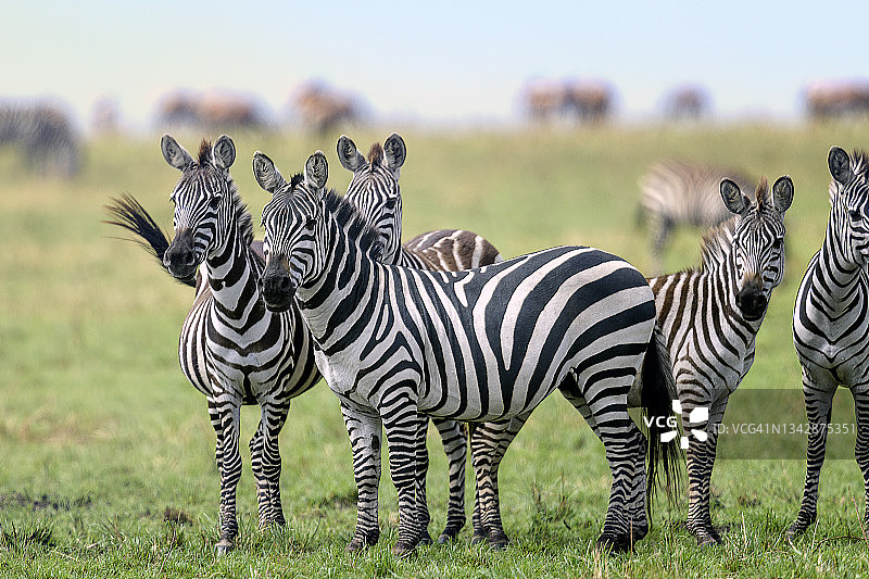 肯尼亚马赛马拉，猎豹捕食猎物时斑马观看图片素材