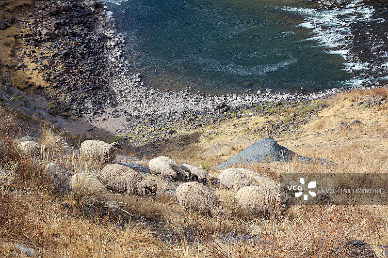 秘鲁的动物图片素材