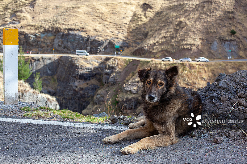 秘鲁路边的狗图片素材