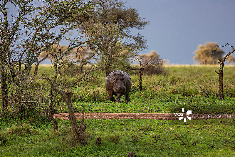 愤怒的、浑身是泥的非洲河马正在攻击图片素材