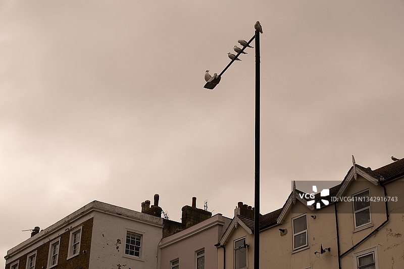 灯柱上的海鸥图片素材