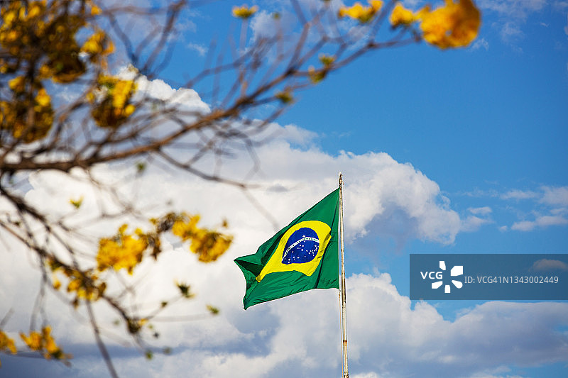 开花的黄色Ipê树。图片素材