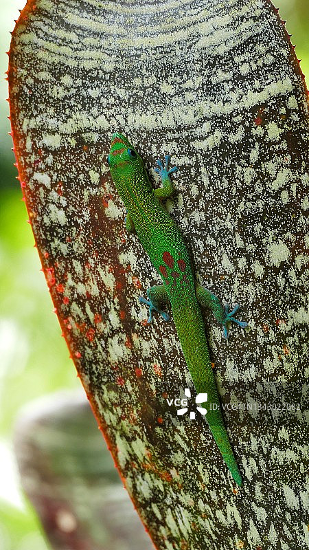 夏威夷凤梨叶上的金粉日守宫图片素材